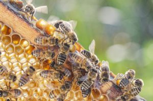 Honeybees working on a frame of honeycomb